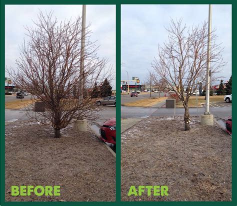 The Benefits TO YOU of Proper Tree Pruning | All-Terrain - Fargo, ND