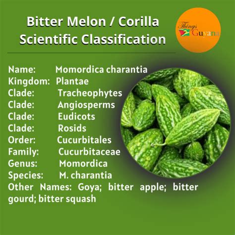 Bitter Melon aka 'Corilla' And Its Health Benefits - Things Guyana