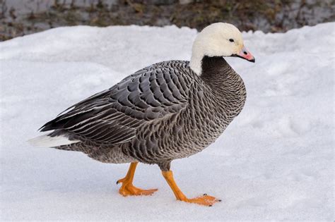 First chance in 30 years: Emperor geese are in season again - Anchorage ...