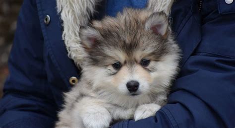 Pomsky.Meet Gray a Puppy for Adoption.