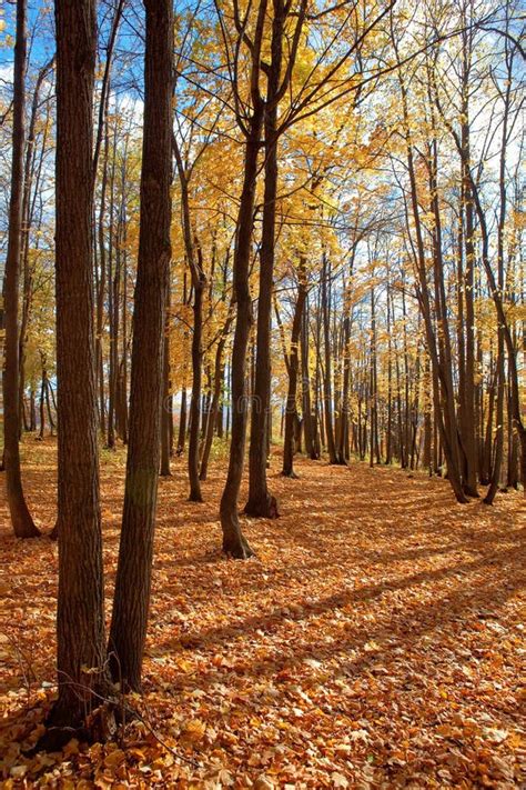 Autumn forest scene stock photo. Image of garden, season - 11385250