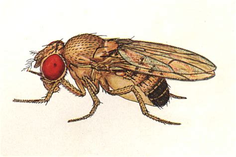 Drosophila melanogaster