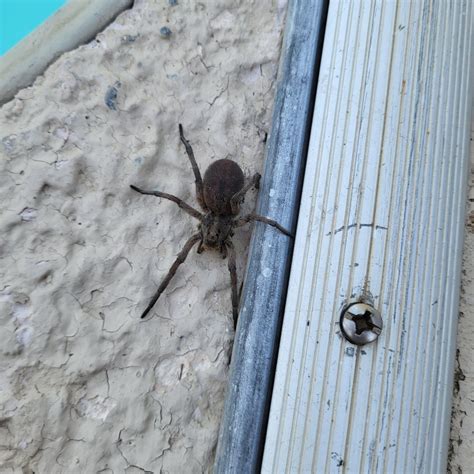 Is this a wolf spider? (Southern Kansas) : r/spiders