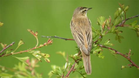 BBC - Nature UK: Warbler watcher's week: Autumn bird migration news 18 August 2011