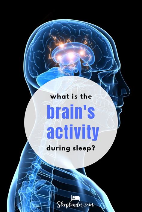 Brain Activity During Sleep - Why We Need Slep | Brain activities, Sleep, Sleeping too much