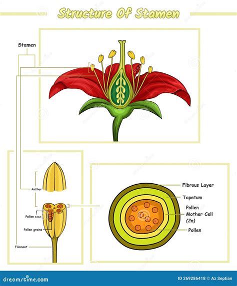 Structure Of Stamen Stock Photography | CartoonDealer.com #44453678