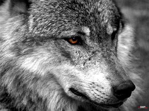 Lobo Wallpaper 4K Hd Wallpapers in ultra hd 4k 3840x2160 8k 7680x4320 ...