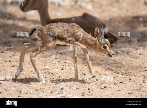 A close up of an Arabian Sand Gazelle (Gazella marica) baby walking ...