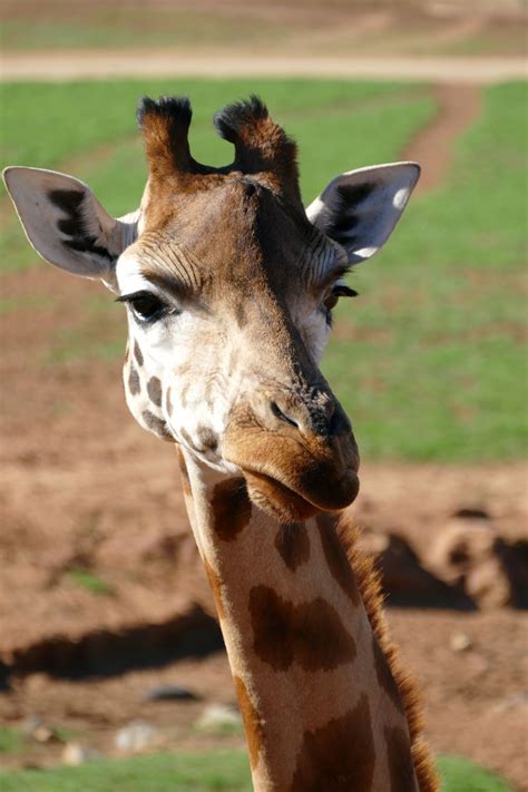 Monarto Zoo Adelaide | Curious Campers