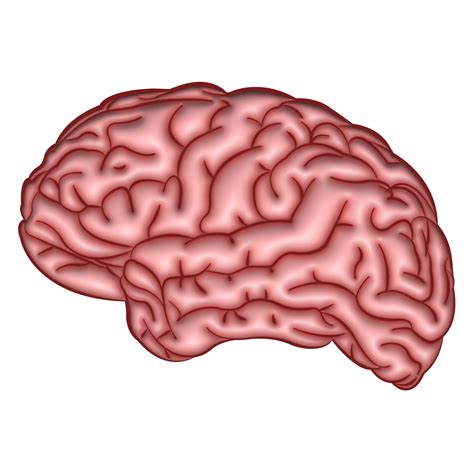 3D-Darstellung menschliches Gehirn transparenter Hintergrund 13114272 PNG