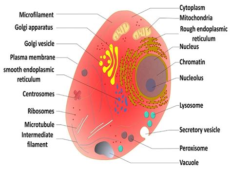 Protein Synthesis - The Definitive Guide | Biology Dictionary