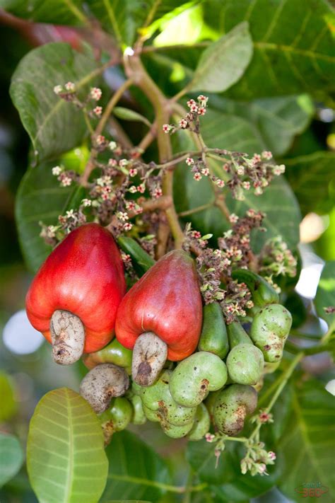 Cashew Fruit