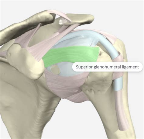 The function of the Glenohumeral Joint Ligaments | Hand Therapy Academy