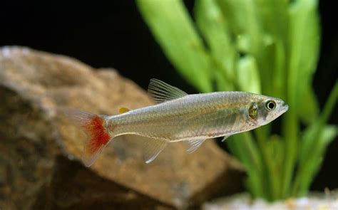 Bloodfin Tetra (Aphyocharax anisitsi): Ultimate Care Guide - Fish Laboratory