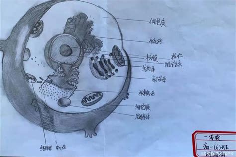 把细胞画出来——生物绘图比赛兴趣浓——北京宽高四子王实验学校-宽高教育集团