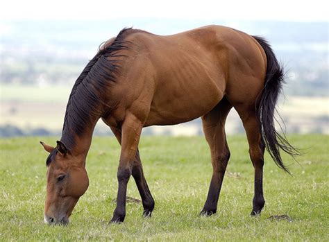 All About Animal Wildlife: Horse Facts and Images 2012