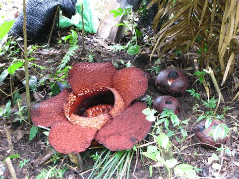 Rafflesia arnoldii | Awesome Bloom - Our Breathing Planet