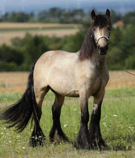 Pin on Horses - Draft Horses