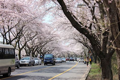 Jeju Island Cherry Blossom - Free photo on Pixabay - Pixabay