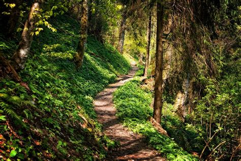 HD wallpaper: pathway in the middle of forest, away, hiking, nature, trail | Wallpaper Flare