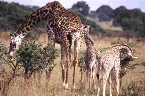 Giraffe habitat - About Giraffes - Online Biology Dictionary