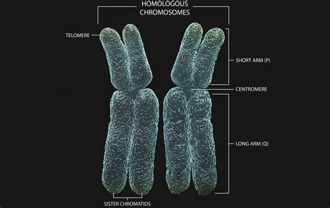 Une définition génétique des chromosomes homologues - Troovez.com