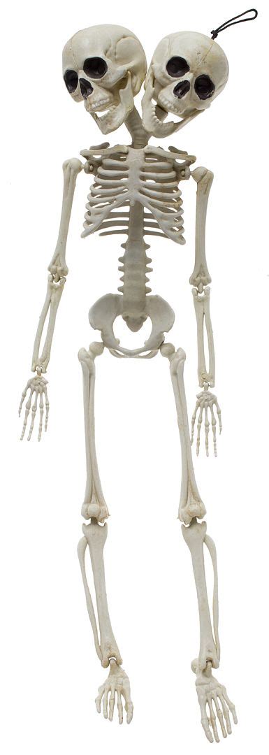 TWO HEADED SKELETON | Skeleton, Headed, Two heads