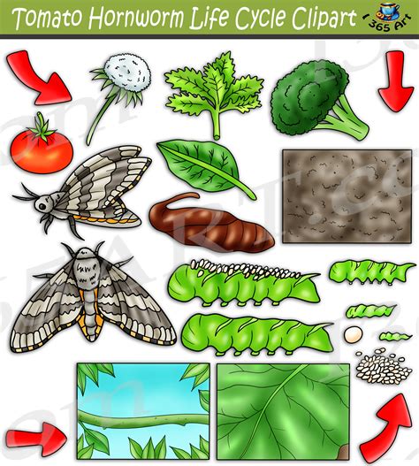 Tomato Hornworm Life Cycle Clipart Set Download - Clipart 4 School