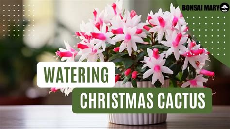 Christmas Cactus Watering Guide: Perfect Tips