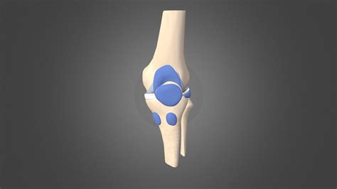 Knee anatomy: bursae - 3D model by University of Dundee, CAHID ...