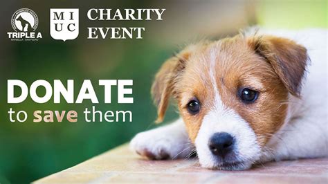 MIUC Hosts Triple A Animal Shelter Charity Event - Marbella International University Centre