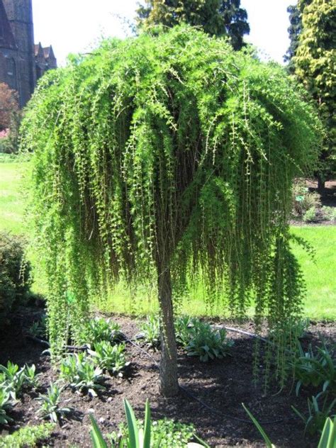 Best 25+ Dwarf Evergreen Trees images on Pinterest | Landscaping ideas ...