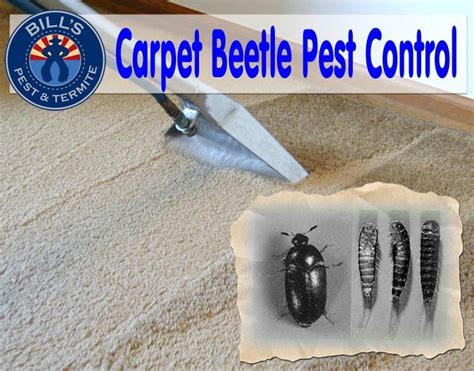 Carpet Beetle Pest Control Phoenix Az | Bills Pest Termite Control