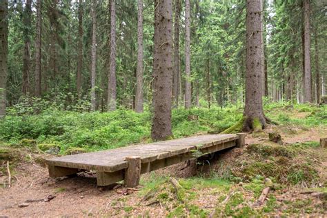 wooden bridge in the forest 10481360 Stock Photo at Vecteezy