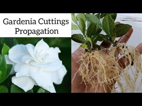 How to grow gardenia plant from cuttings , Gardenia propagation - YouTube | Gardenia plant ...