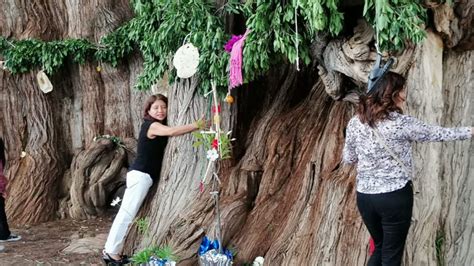 Mexico’s Tule Tree Has the World’s Thickest Trunk, And It’s Still ...