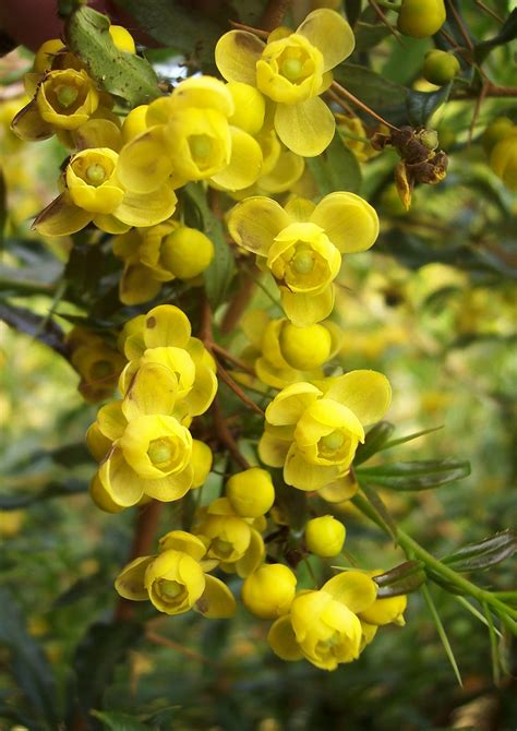 Flower Photos: Beautiful Barberry Flower