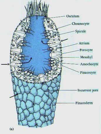 Pin on biología