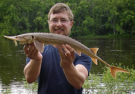 Ben Cantrell's fish species blog: Shovelnose sturgeon