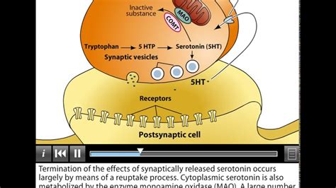 Serotonin pathway neurotransmitter - YouTube