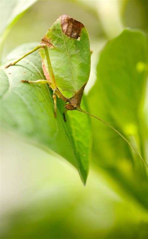 Camouflage Animals With Their Names