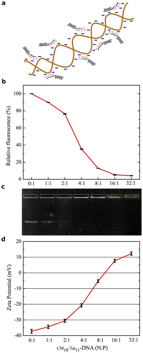 (a) Hypothetical ionic interaction model between DNA plasmid (brown ...