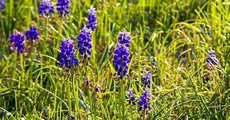 What are those blue Texas wildflowers that are not bluebonnets? Curious ...