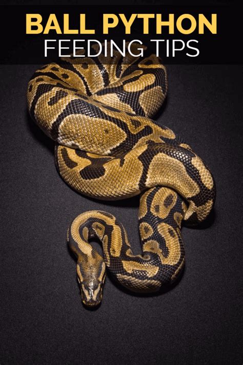 Feeding Ball Pythons - Food Sizes, Types, Frequency & More