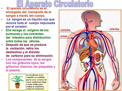 Sistema ciruculatorio worksheet – Artofit