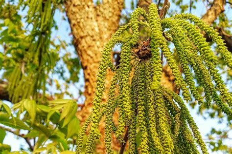 Are Pecan Trees Self-Pollinating?