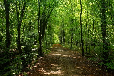 Forest Trees Path - Free photo on Pixabay