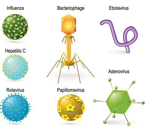 Explainer: Virus variants and strains | Science News for Students