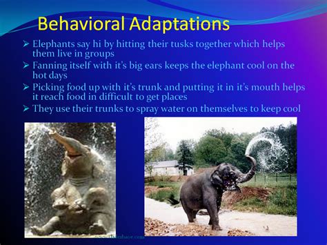 Describe One Adaptation of Elephants That Helps Them Survive