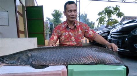 Berasal dari Amazon, Ikan Arapaima Ditemukan di Sungai Brantas ...